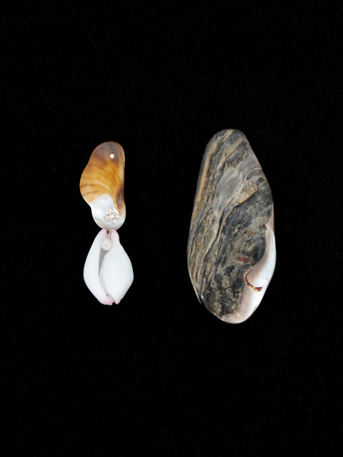 mismatched shells drop earrings II