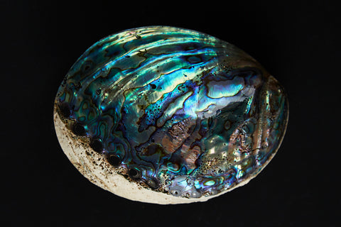 PAUA SHELL