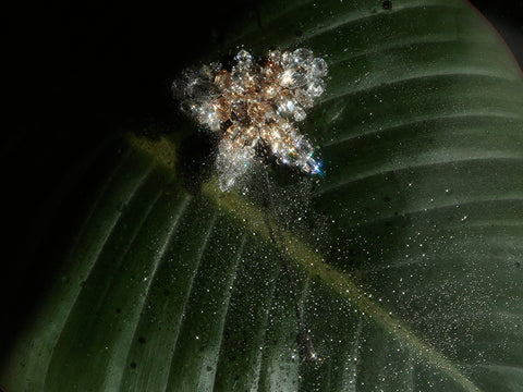 the orchid